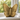 Gold Ceramic Butterfly Adult Ashes Urn - Mariposa - 24 x 31.5 x 20.5cm